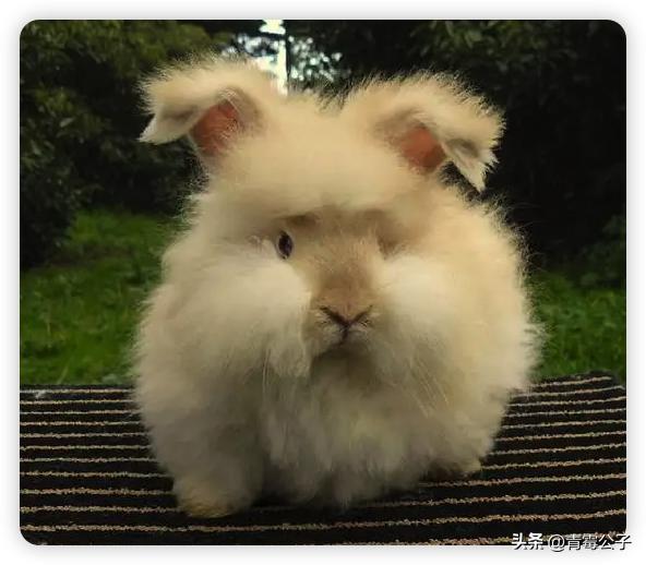 一只蓝色兔子是什么品种,一只蓝兔子