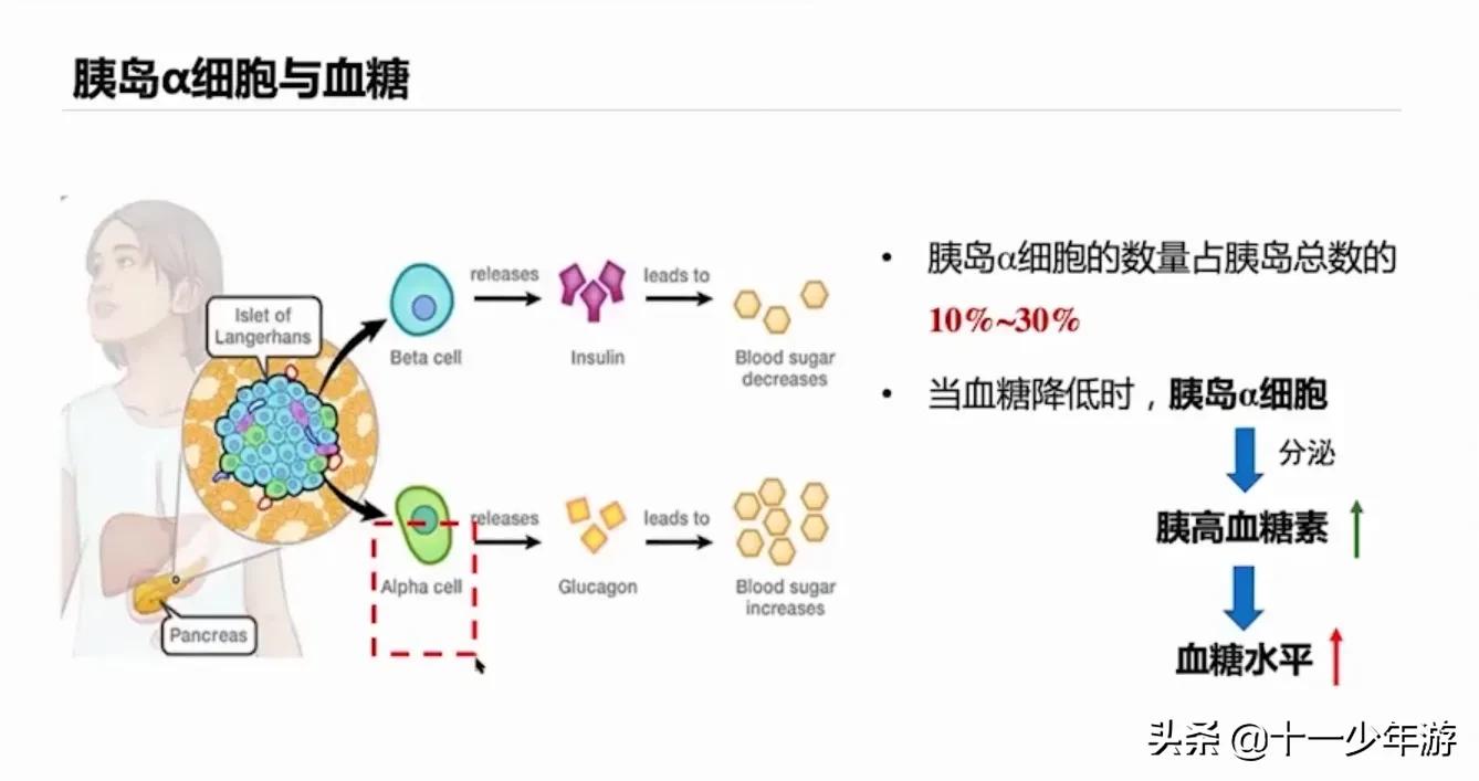 二型糖尿病停打胰岛素,二型糖尿病胰岛素抵抗