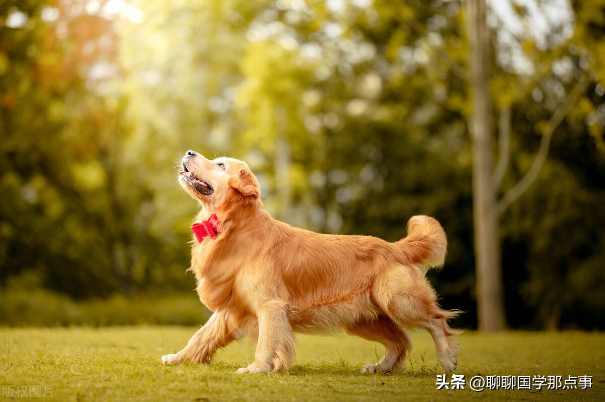 2023年生肖狗运势详解完整版,十二生肖运势2023年属狗详解