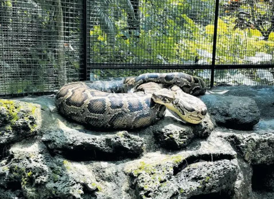 巨蟒报恩当保姆,96年海南巨蟒