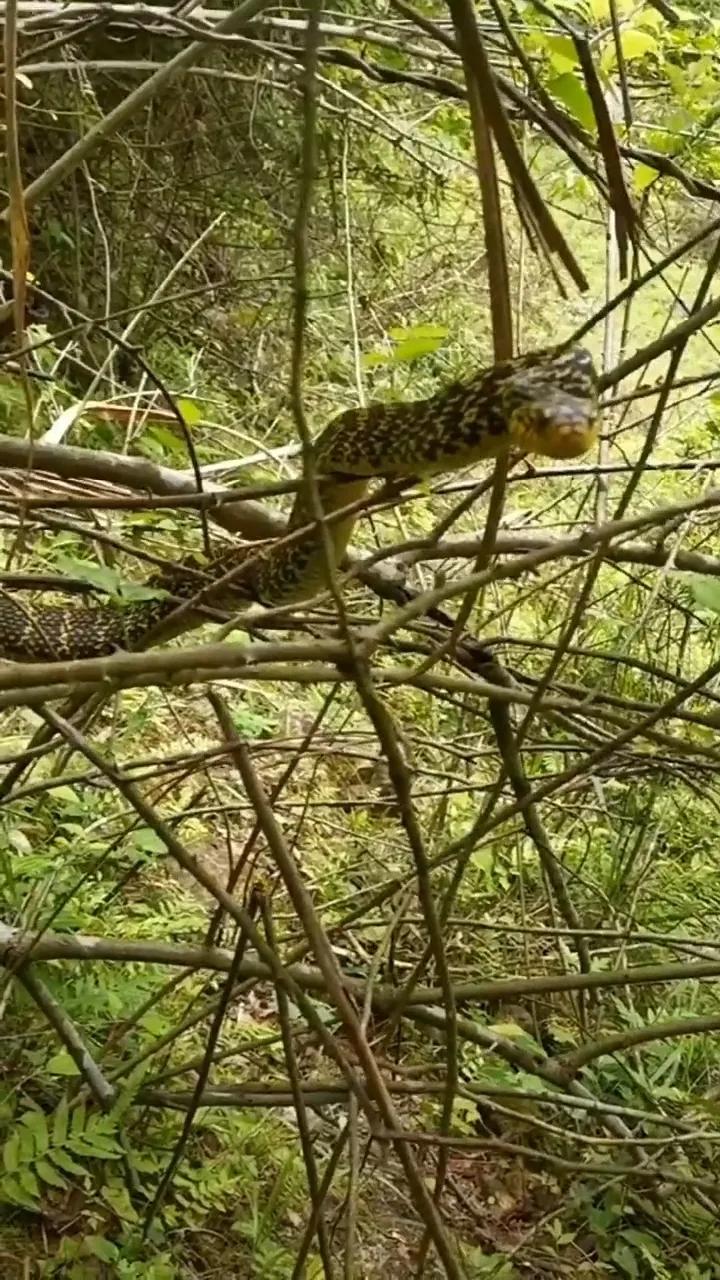 大王蛇属于小型蛇还是大型蛇,大王蛇为什么各种蛇都怕