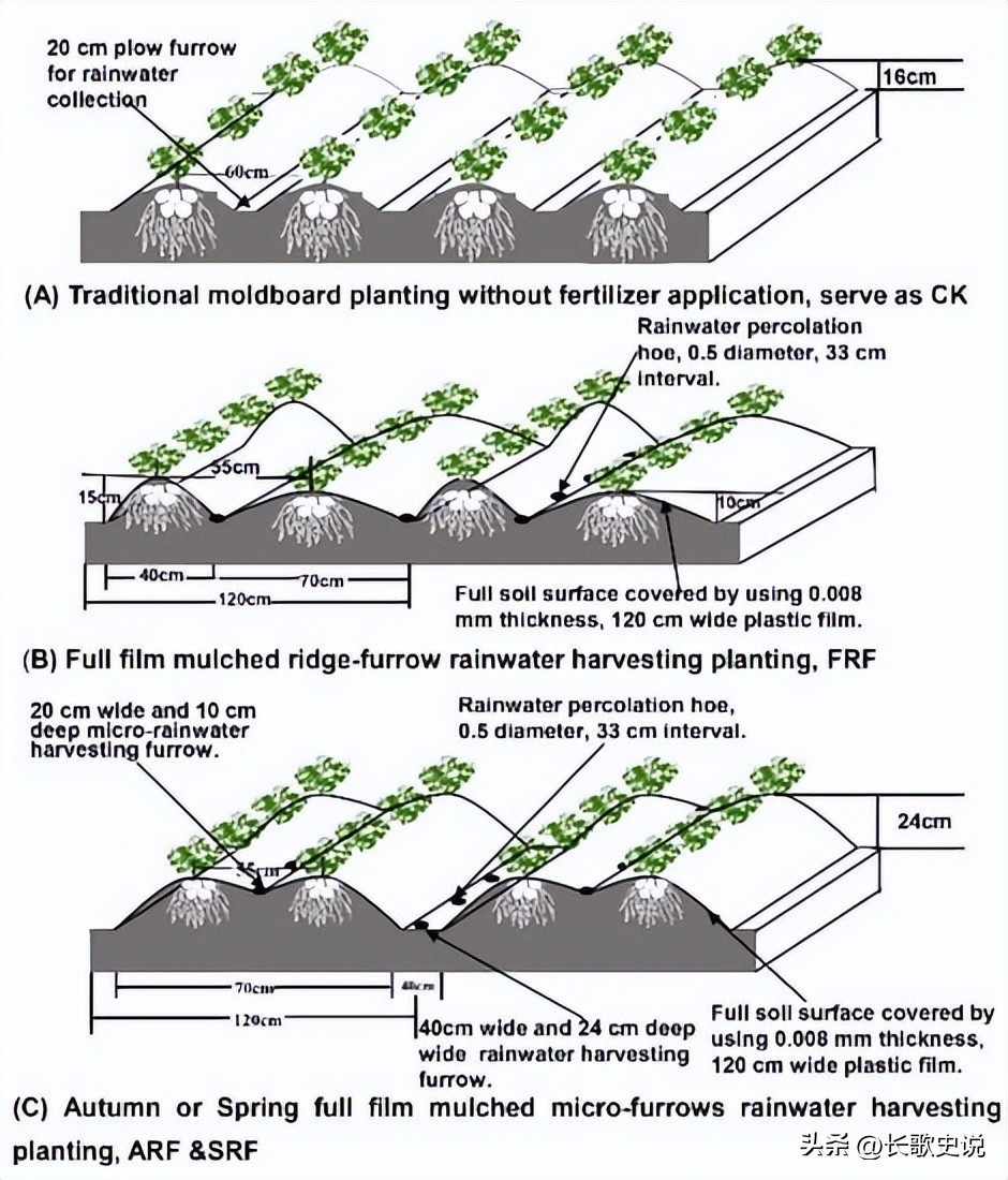 旱作马铃薯栽培技术试验,单垄单行马铃薯高产种植技术