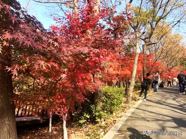 森林公园爬山图,会龙山旅游景点