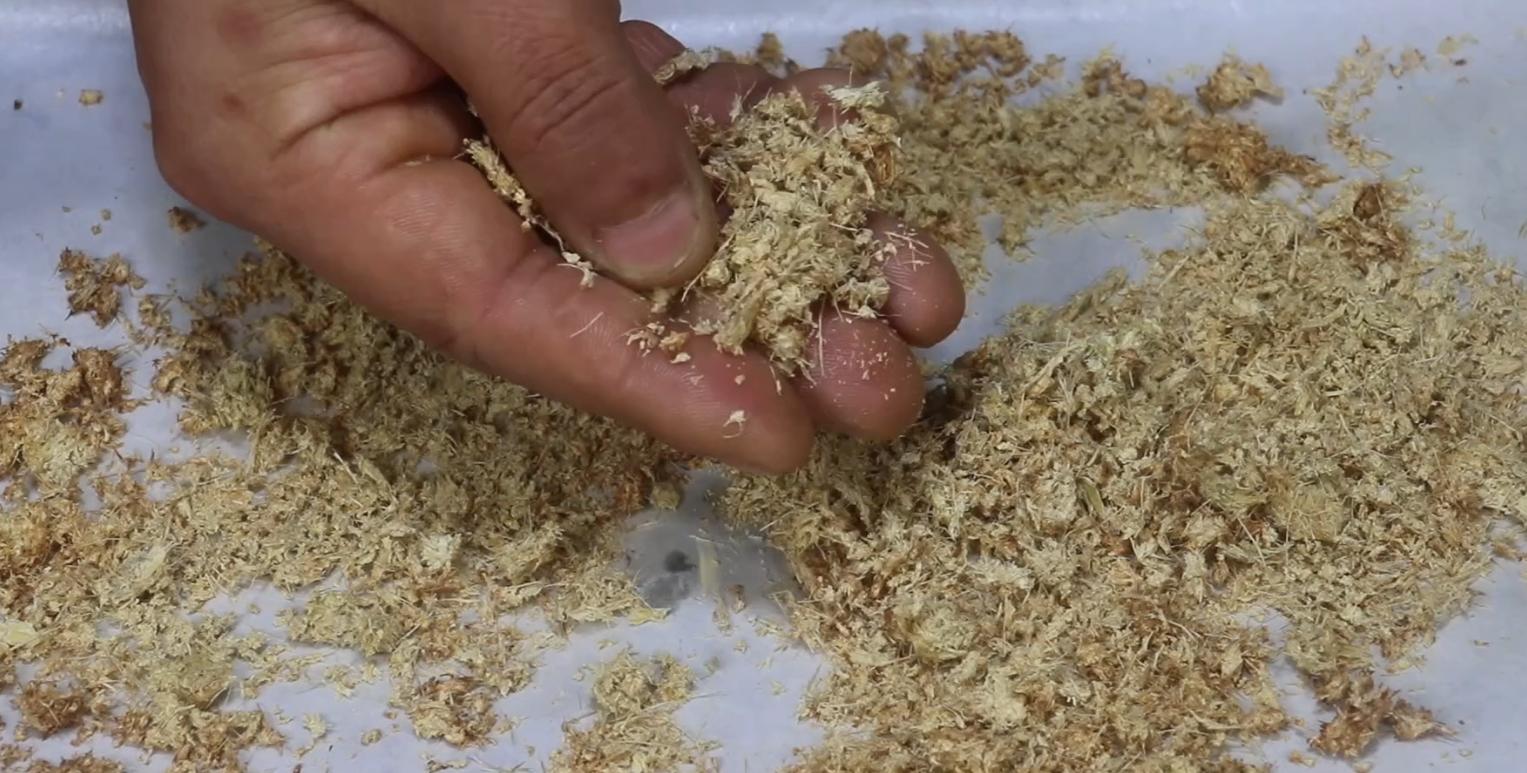 生姜能够在绞肉机里绞吗,生姜加水放入绞肉机打碎