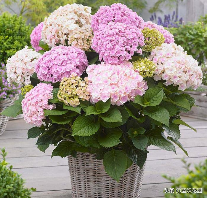 绣球花新叶发黑怎么办,绣球花期过了怎么处理