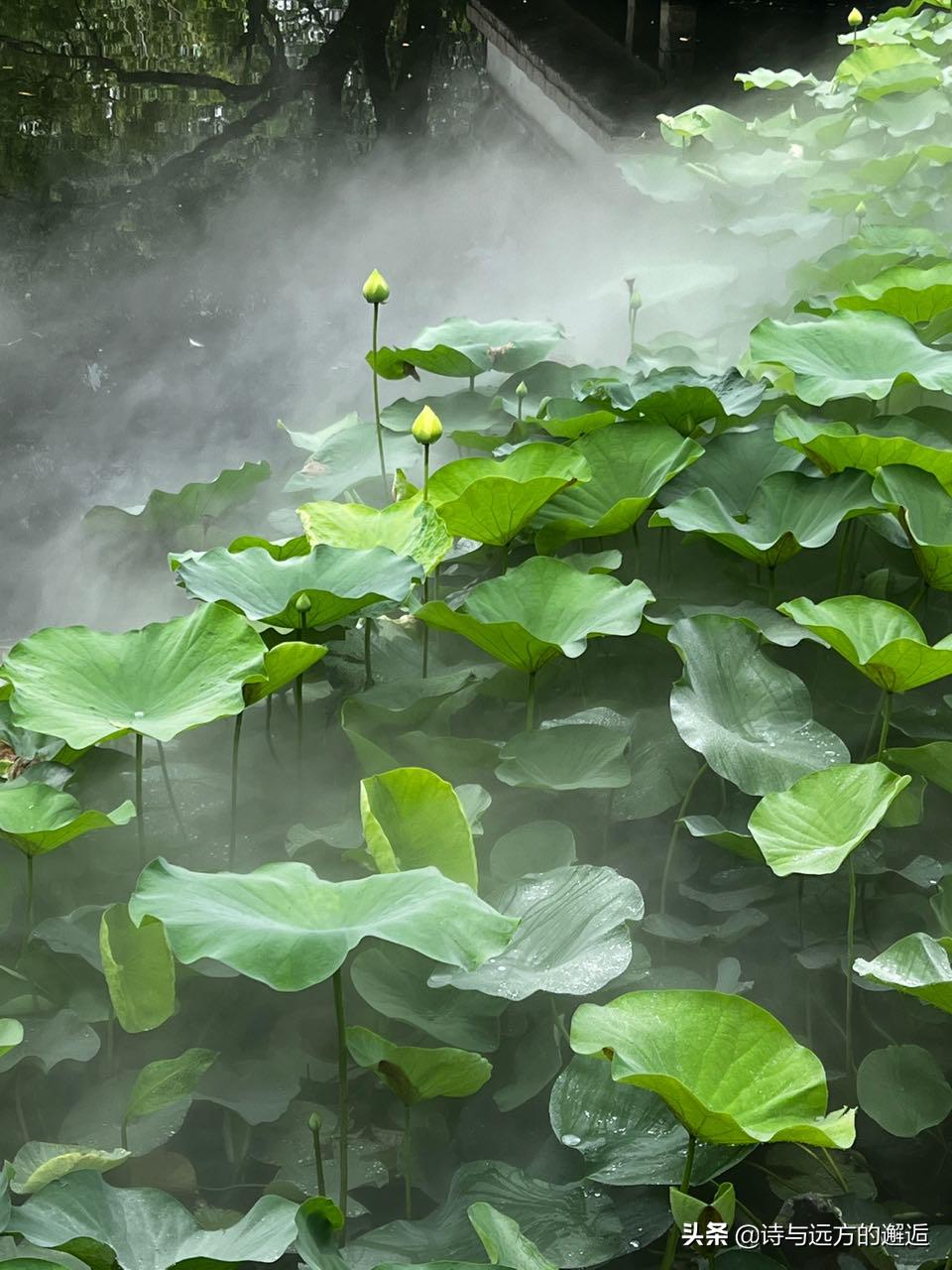 走走看看：接天莲叶无穷碧，映日荷花别样红——古漪园赏荷