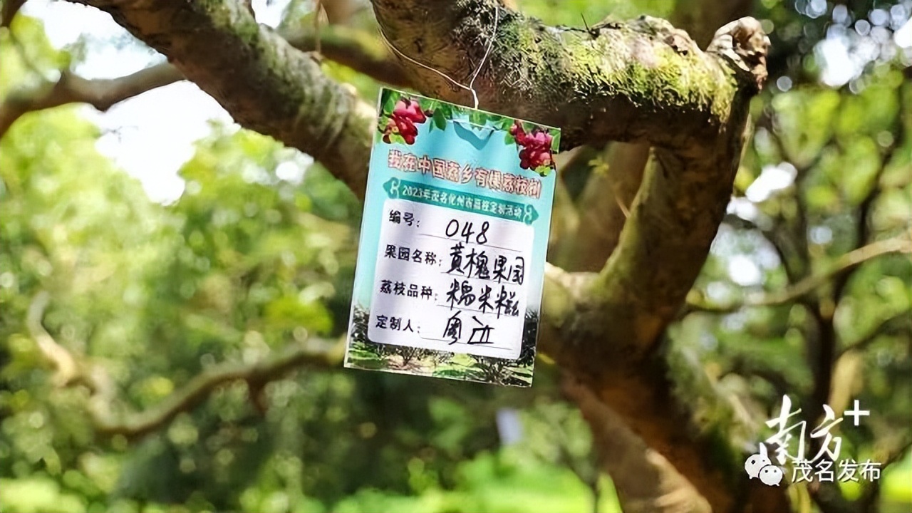 当前销售茂名荔枝电商有多少,广东荔枝电商销售