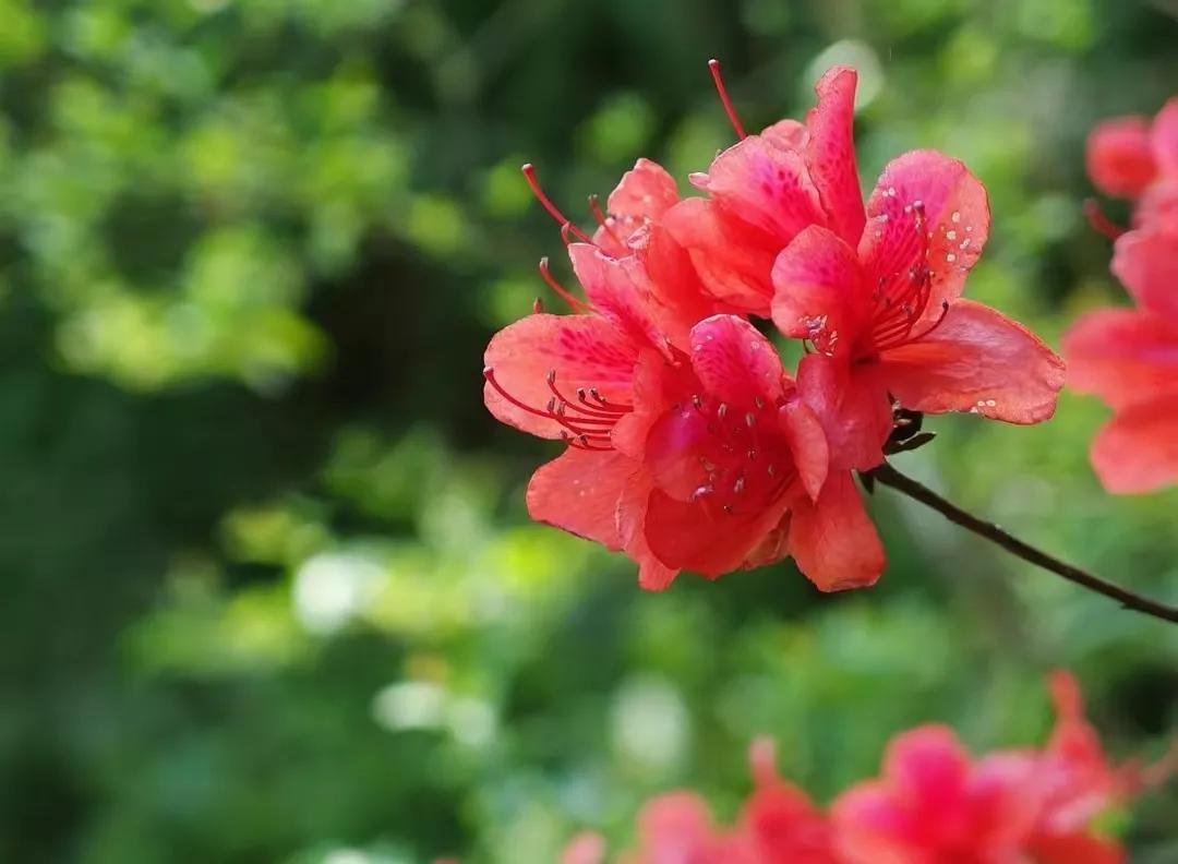 清明祭墓现代诗,现代诗清明祭双亲