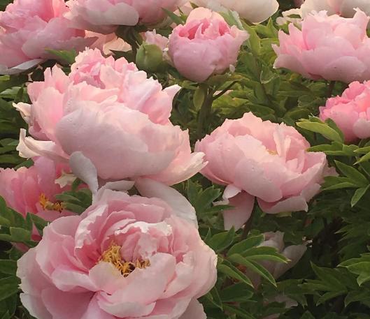 郑州到太行山一号公路自驾路线图,郑州周边自驾免费看红叶最佳路线