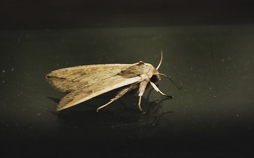 如何防止蚊虫进房间的方法,室内总有蚊子或者虫子怎么办
