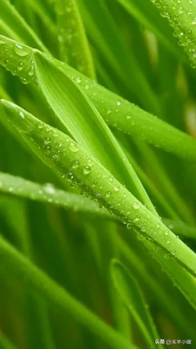 最美的手机壁纸大全,养眼养心的壁纸