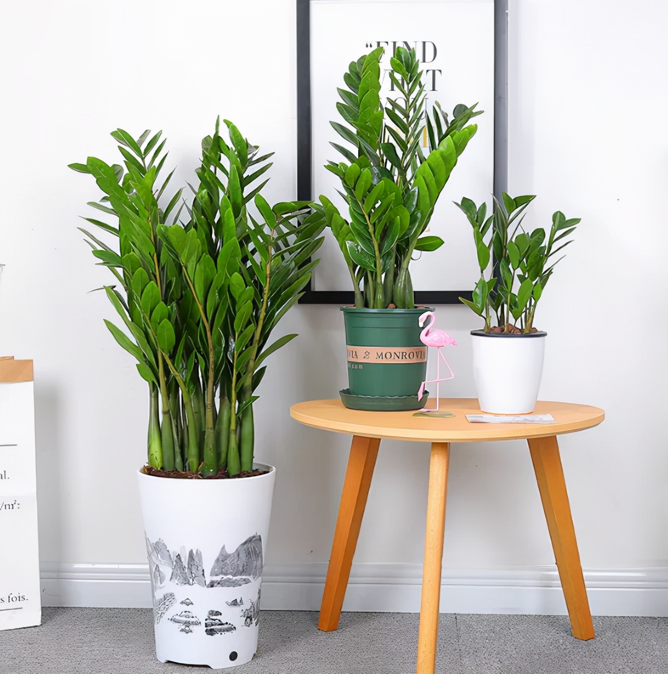 十种净化空气的绿化树,四季好养的吉祥树