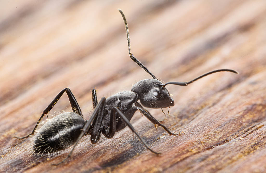 蚂蚁图片大全高清大图,蚂蚁图片欣赏