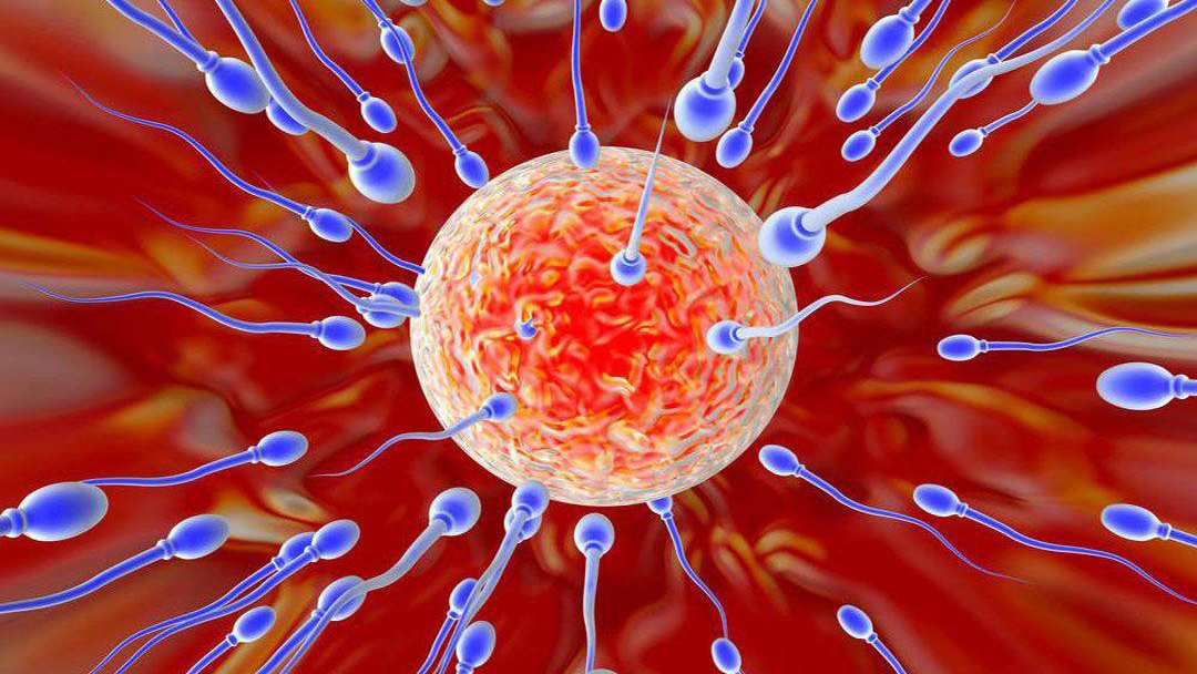 进入女性体内后,结合失败的精子都去哪里了?答案既心疼又好笑