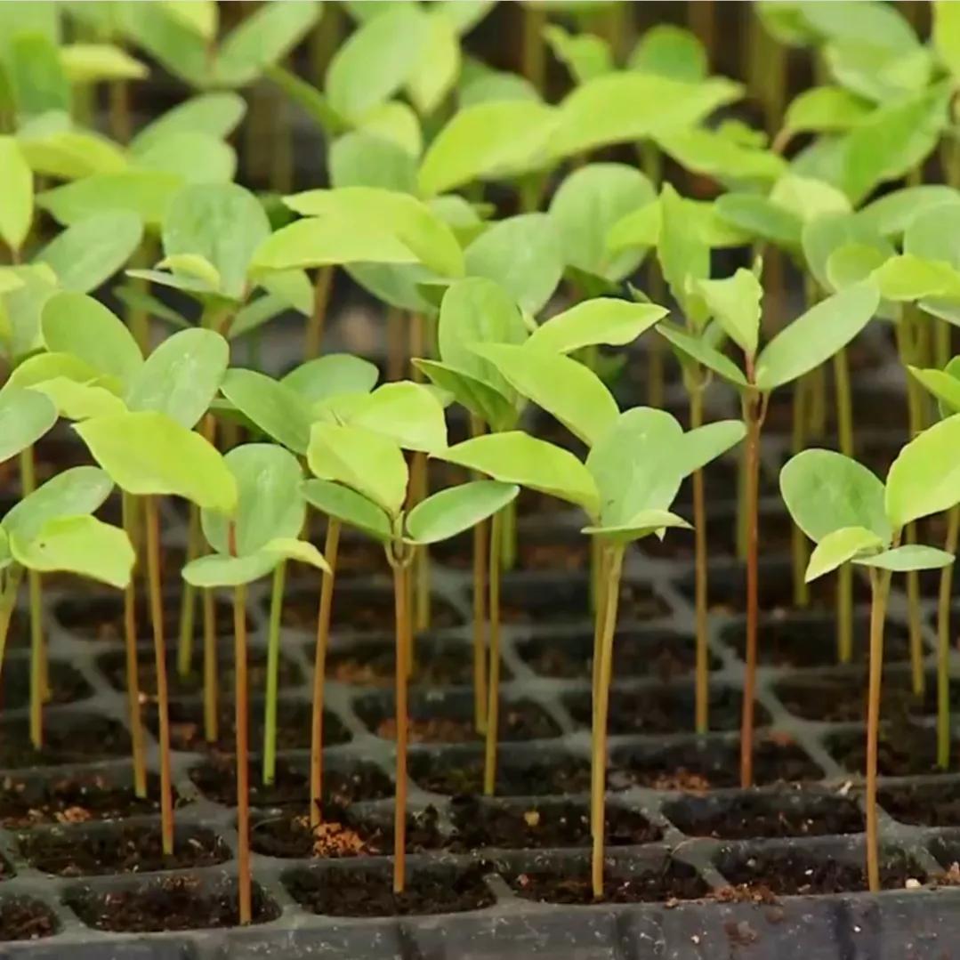 湖南小伙承包五千亩四年赚上千万,90后小伙承包15亩果园
