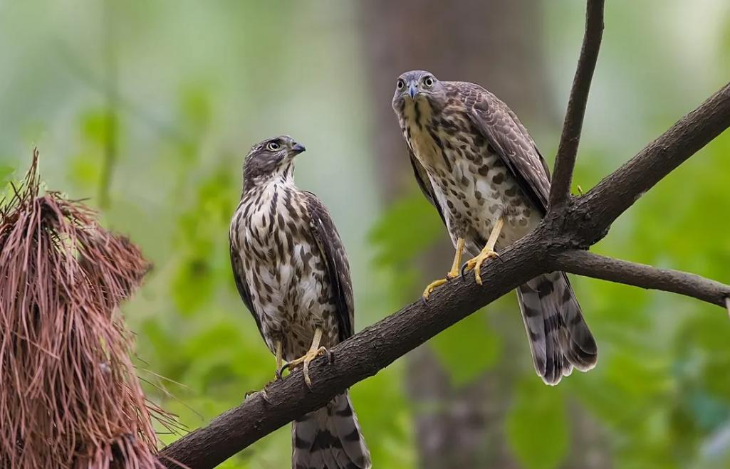 2017年商贩买了只怪鸟，卖150元都没人要，被抓才知是牢底坐穿鸟