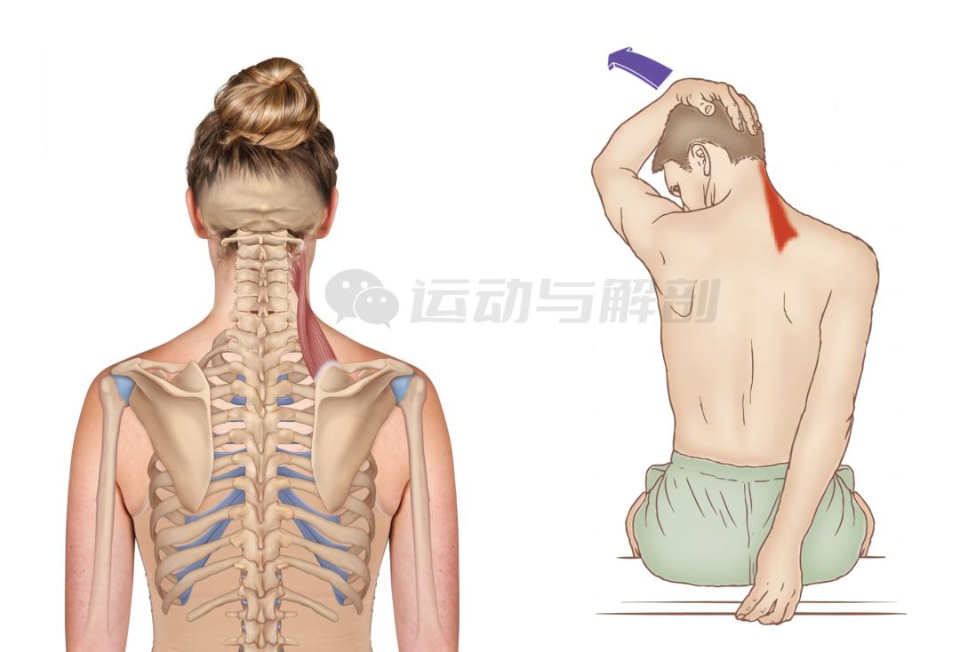 肩胛提肌这块肌肉经常被我们过度代偿,你有没有中过招?