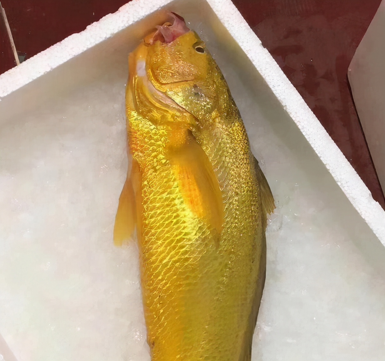 一网捕获4000多斤野生大黄鱼,浙江宁波捕获4000斤大黄鱼