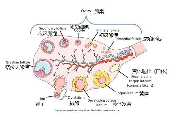 奶牛如何提高受孕率,奶牛排卵的症状
