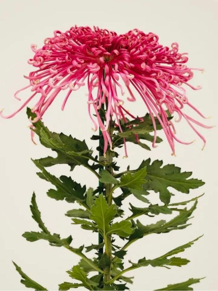 13个“菊王”，哪个才是你心目中的王者？