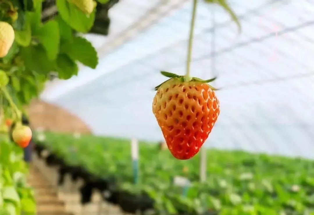 农业主题公园怎么打造,世界最成功的农业主题公园