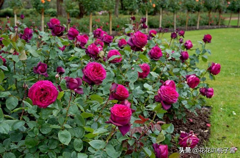 耐阴的月季花品种推荐,抗晒花不散的四季开花月季