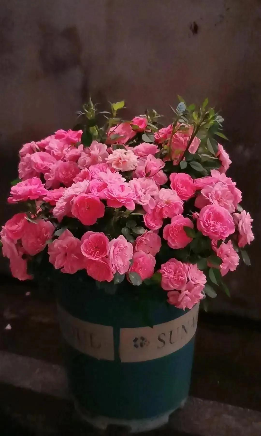 恋人印记,恋人烙印