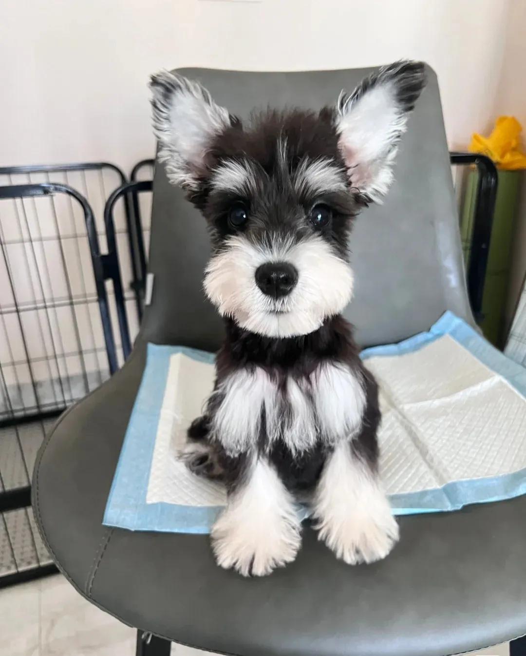 建议新手养的10种智商高的小型犬,养什么狗适合新手小型犬