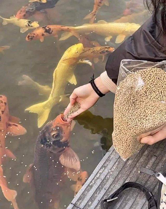 克林顿布什奥巴马合影,克林顿希拉里老照片