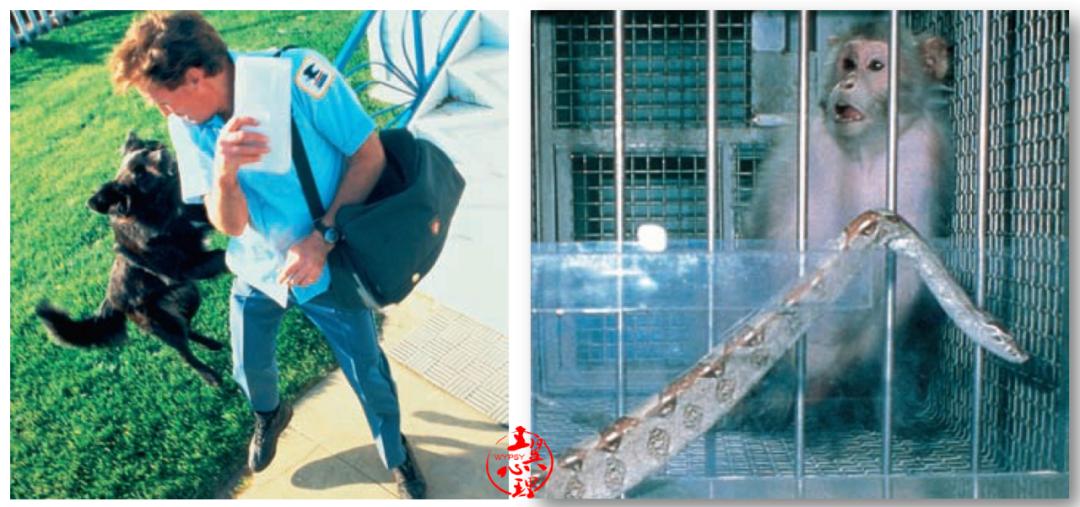 幽闭恐惧症与特定恐惧症,恐惧症的预防和矫正