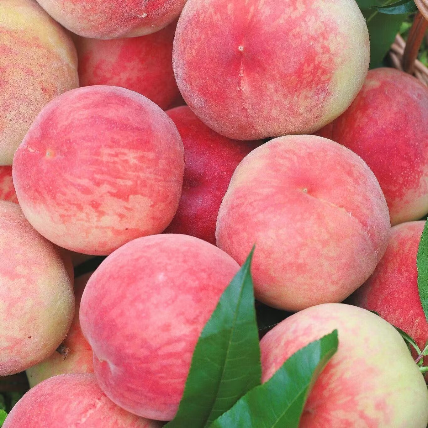 古人水果,古人吃什么水果最好