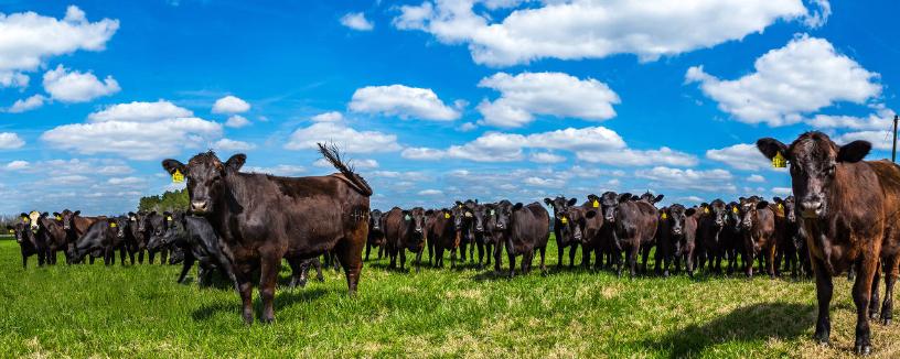 俄罗斯牛肉原装进口多少钱一斤,中国进口俄罗斯4万吨牛肉价格