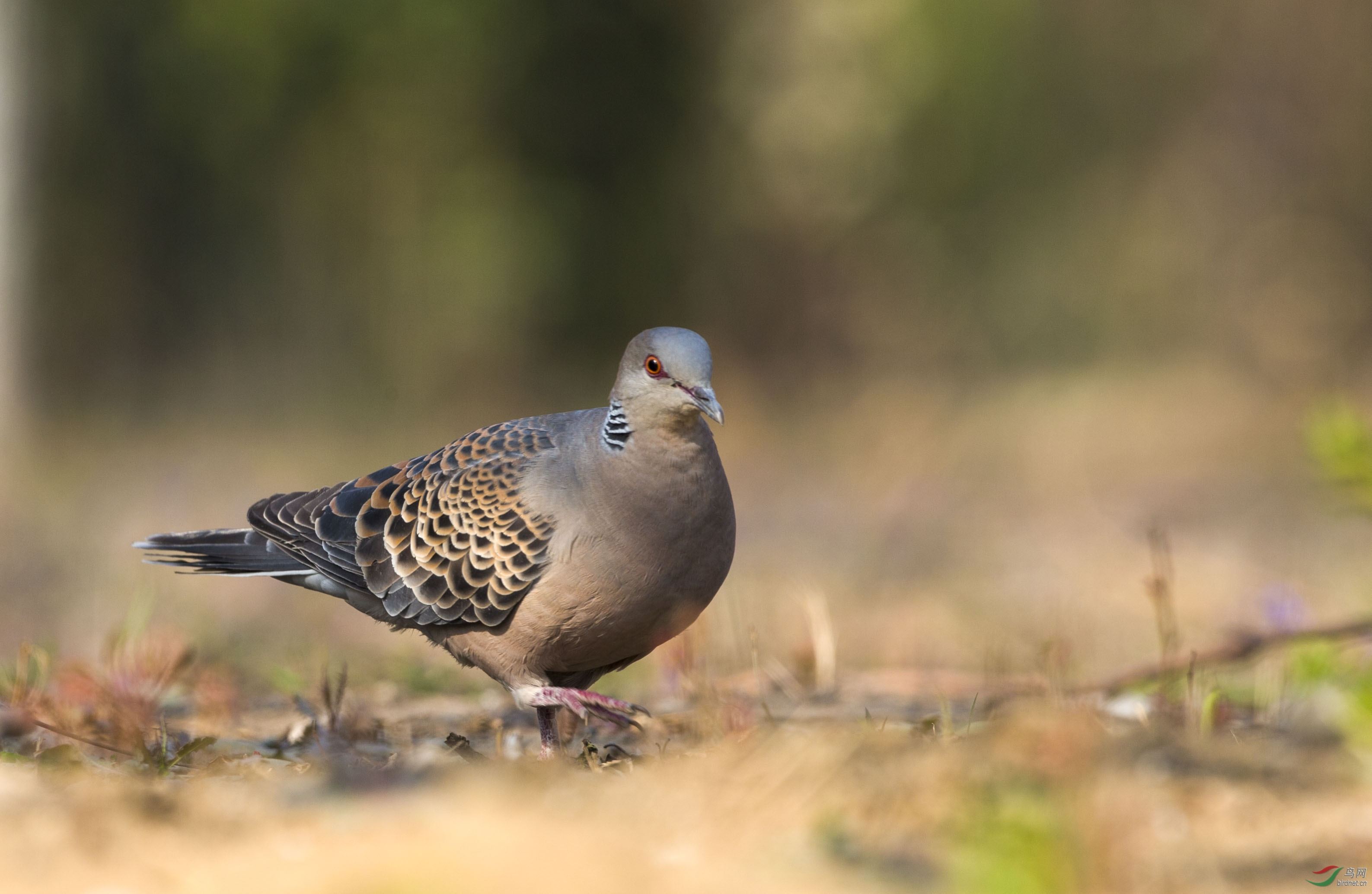 斑鸠一般生活在什么地方,东北野外斑鸠一般夜间在哪里栖息