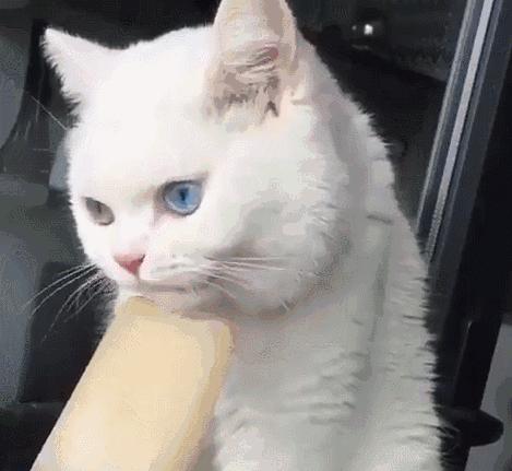 夏天到了猫咪怕热怎么办,夏天到了小猫咪该怎样生活