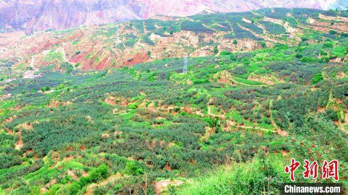 武都花椒生产成本不断攀升的原因,武都花椒原产地