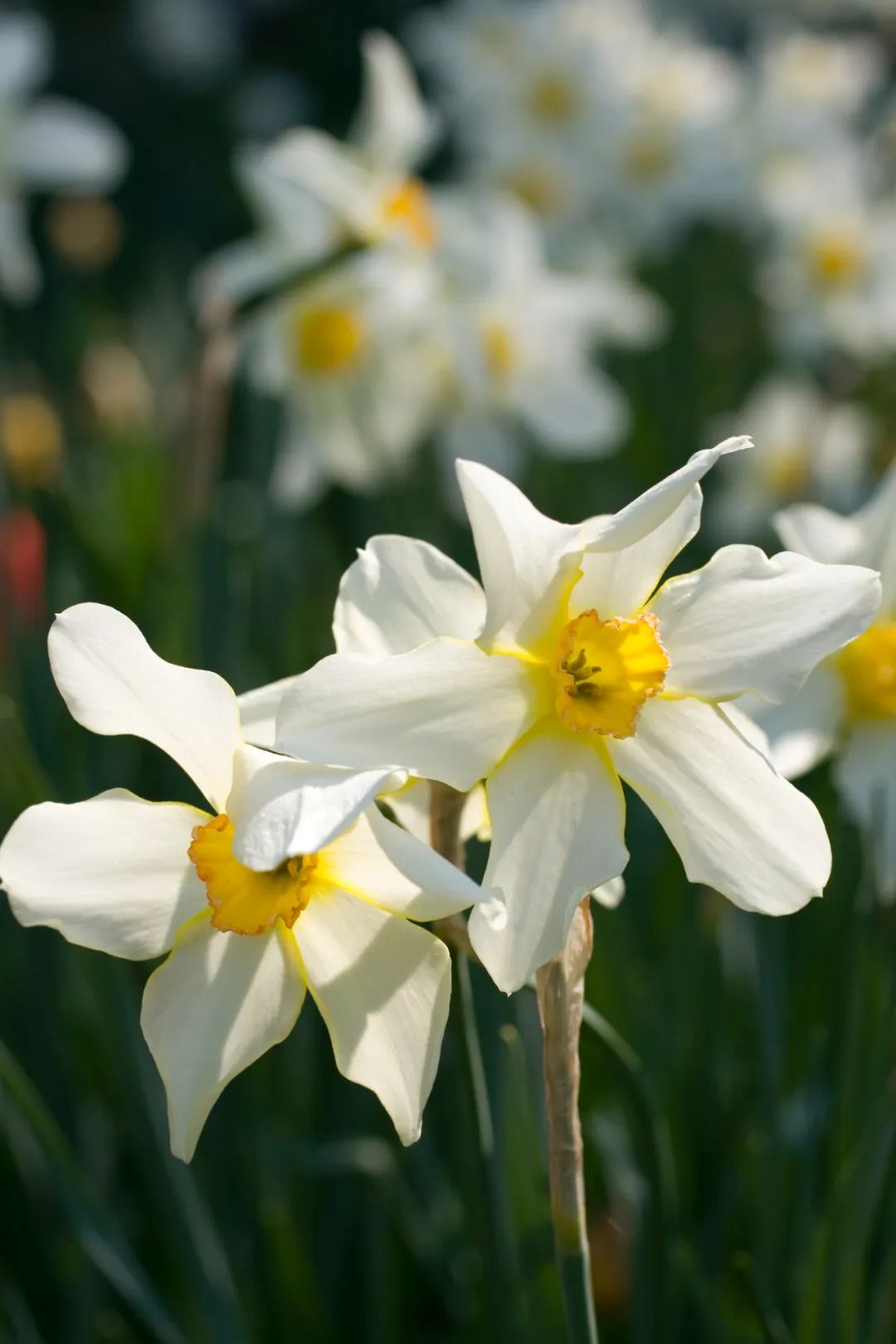 地标馆|水沉为骨玉为肌不“装蒜”的水仙花是真正的水中仙