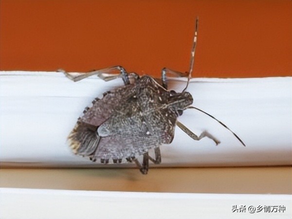 臭虫最怕什么啊,臭虫在什么环境下才会有