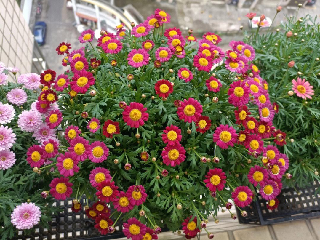 春天来了这5种花赶快扦插,春季来了养花不可少