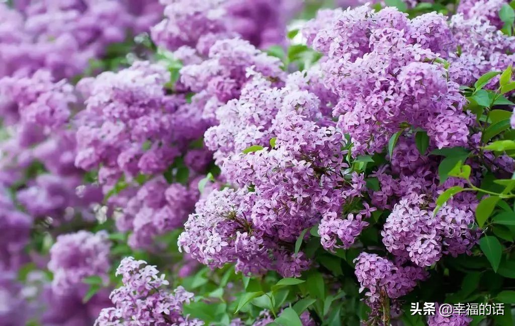 英国国花世界各国的国花,各种国家的国花大全