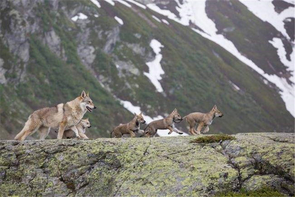 狼群中只有狼王有交配权,那么到了发情期其他的狼怎么办?