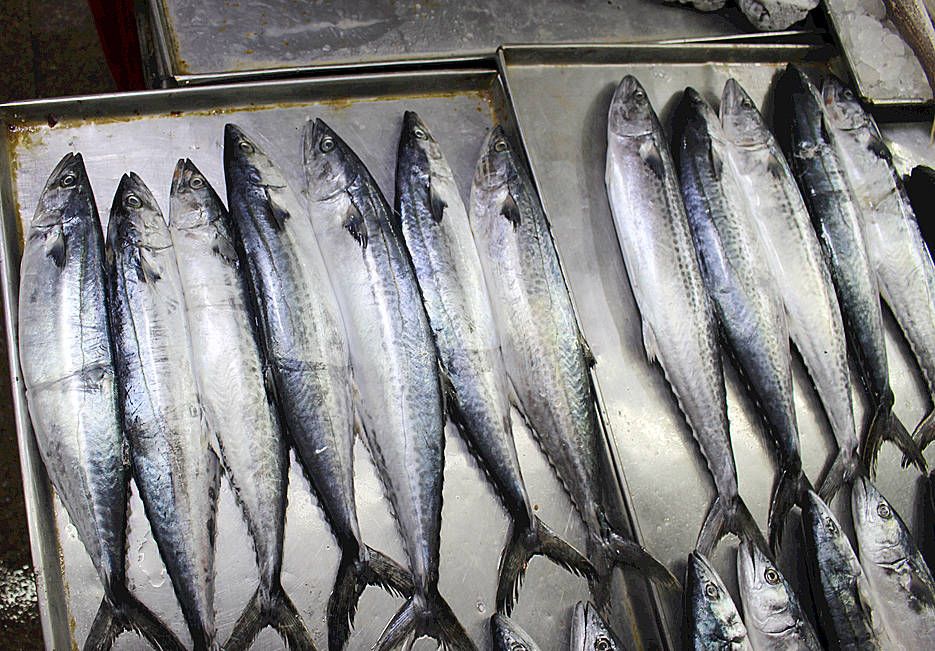 肉厚刺少又扁的海鱼,海鱼哪个品种刺少肉厚