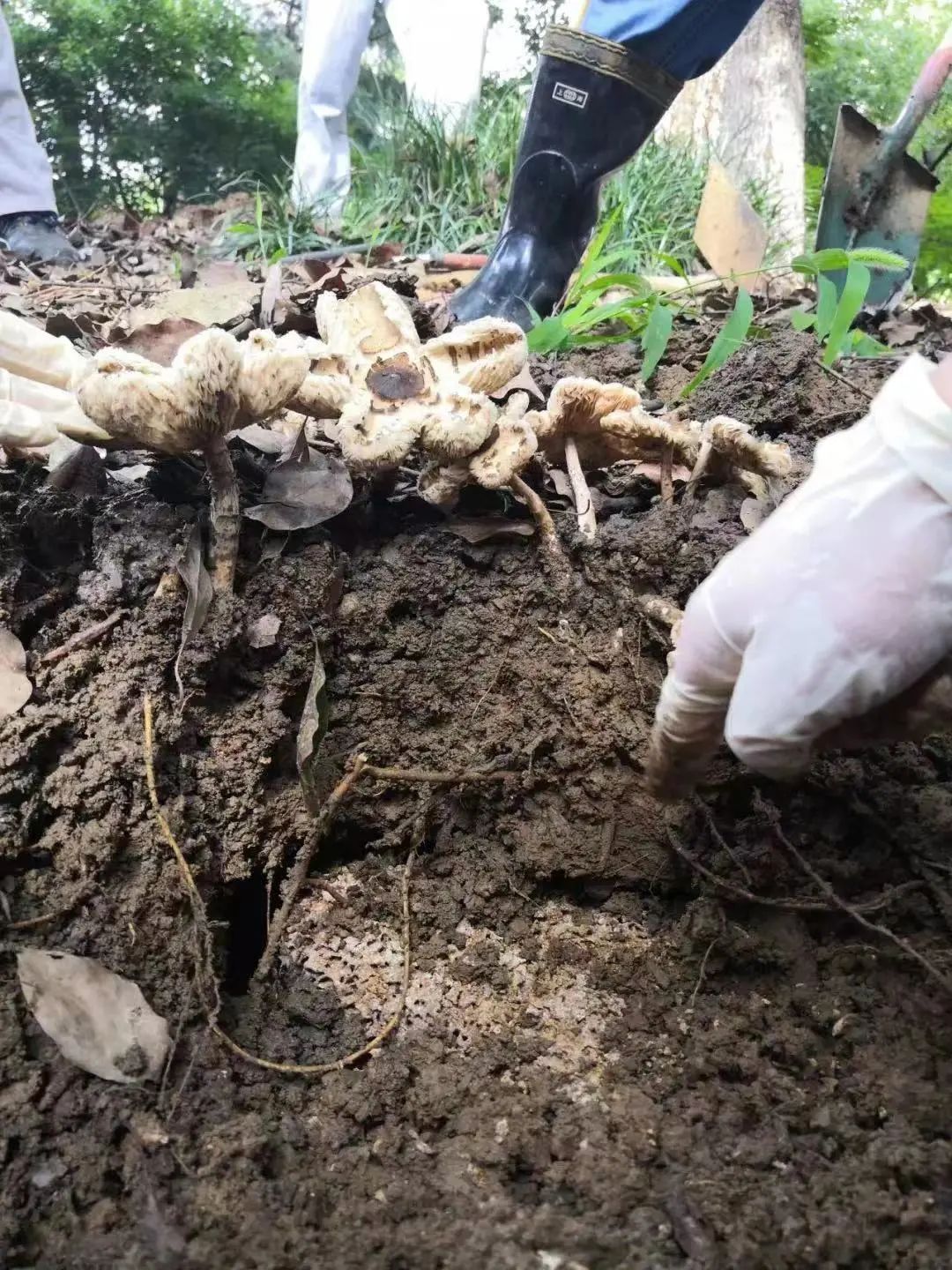 这把“蚁巢伞”在复旦落地了！