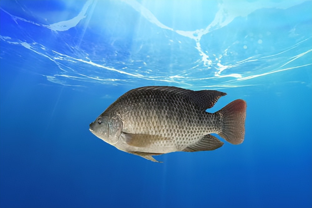 罗非鱼入侵河流泛滥成灾,吃货们解决不了,却在手术室栽了跟头?