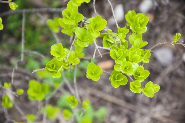 小叶女贞盆景,小叶女贞