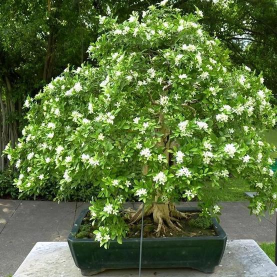 卧室盆栽一年四季都香,室内四季很香的盆栽