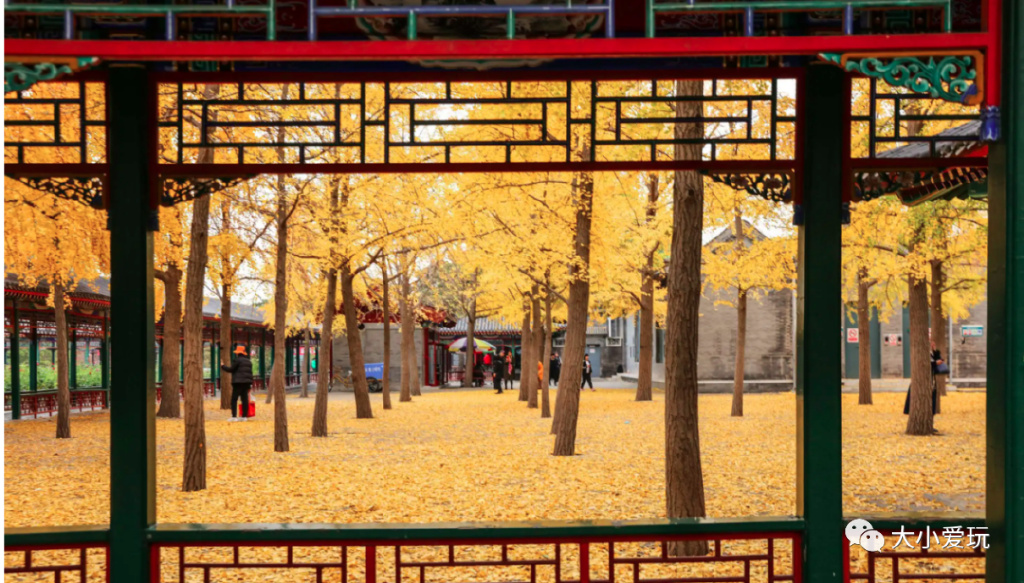 银杏最美的地方,金秋十月最美的银杏