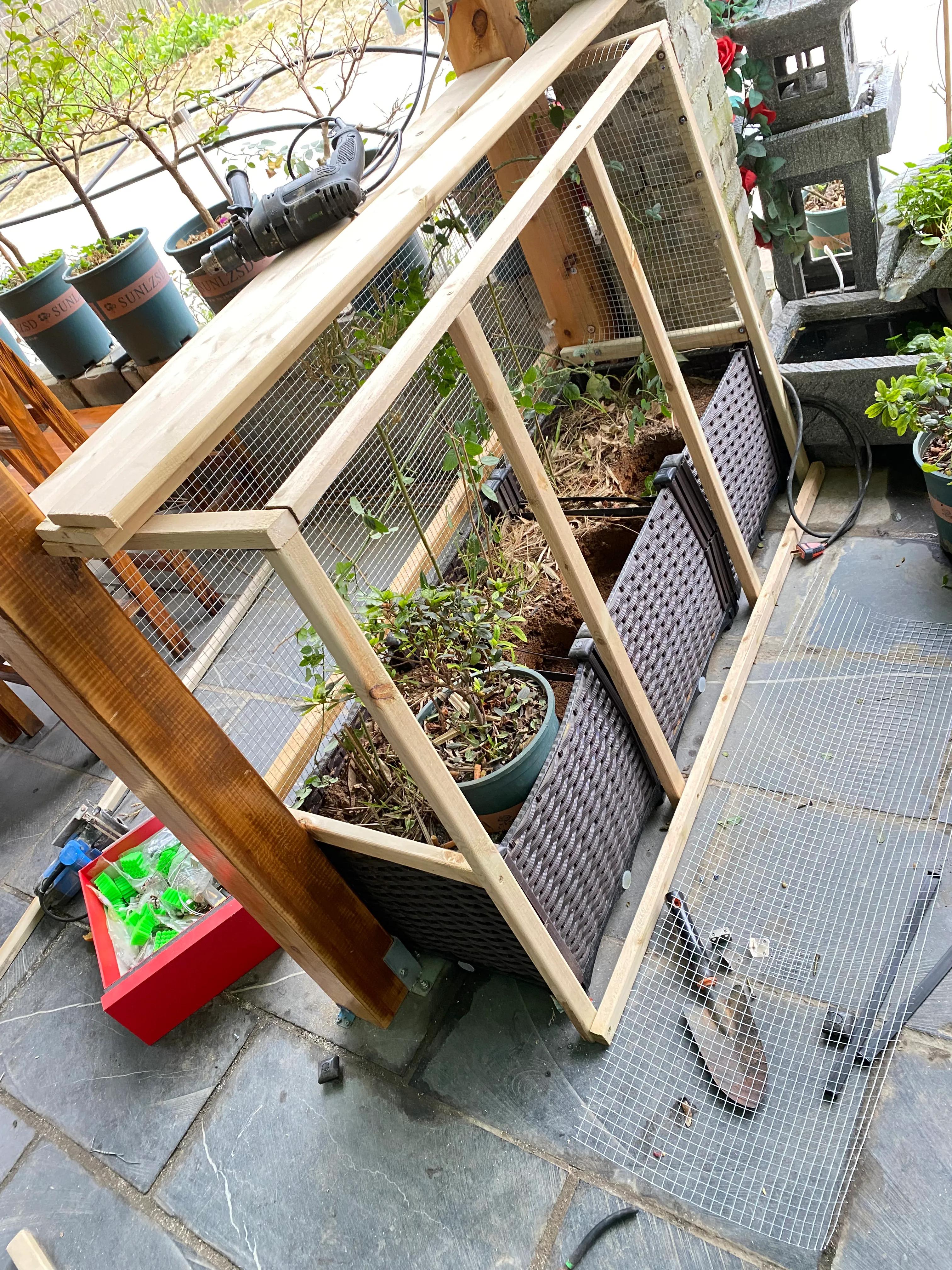 养珍珠鸟的体验！原生态喂养！养出靓丽毛色小鸟！肥肥胖胖的