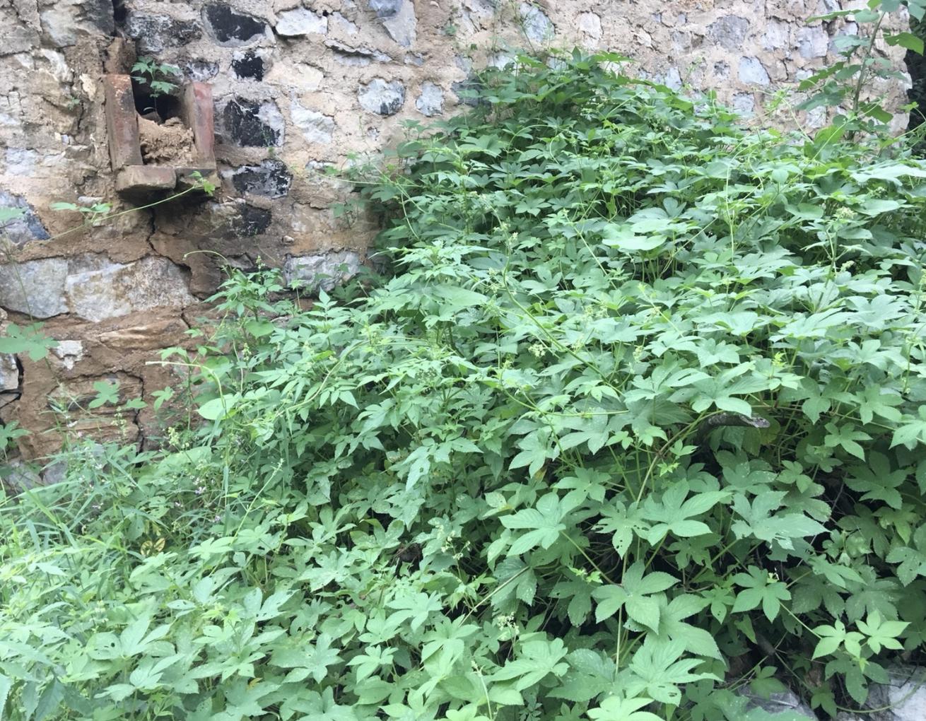 活血丹的功效与作用别名,活血丹是真的吗