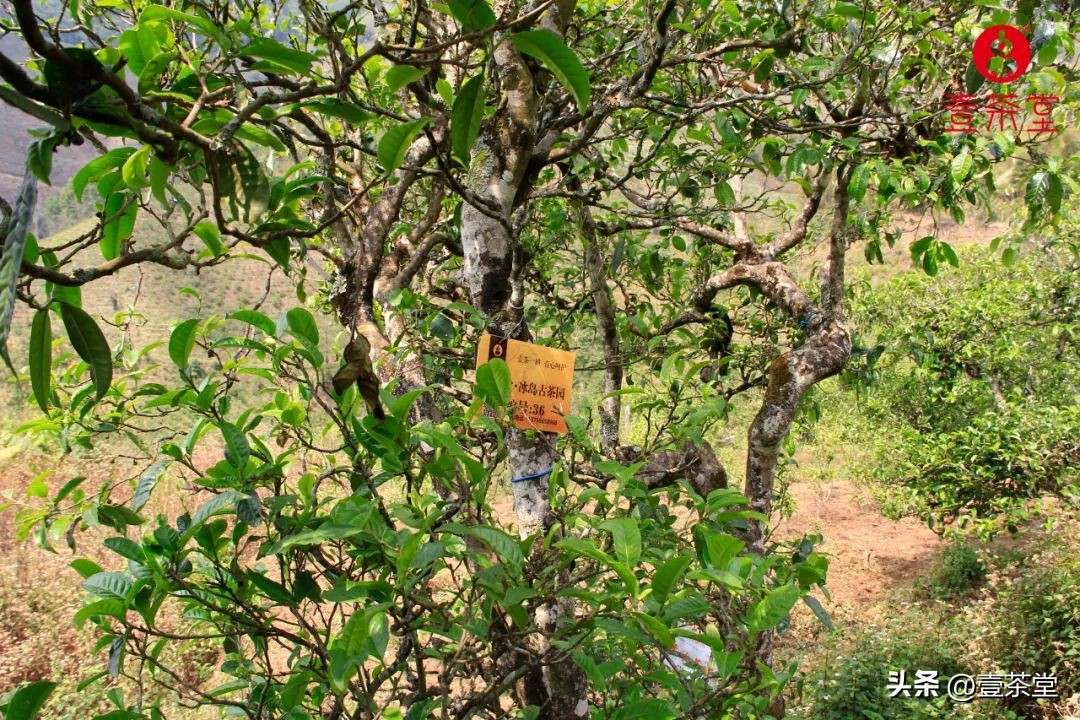 云南茶叶种类名优茶,云南四大茶区特点及茶类