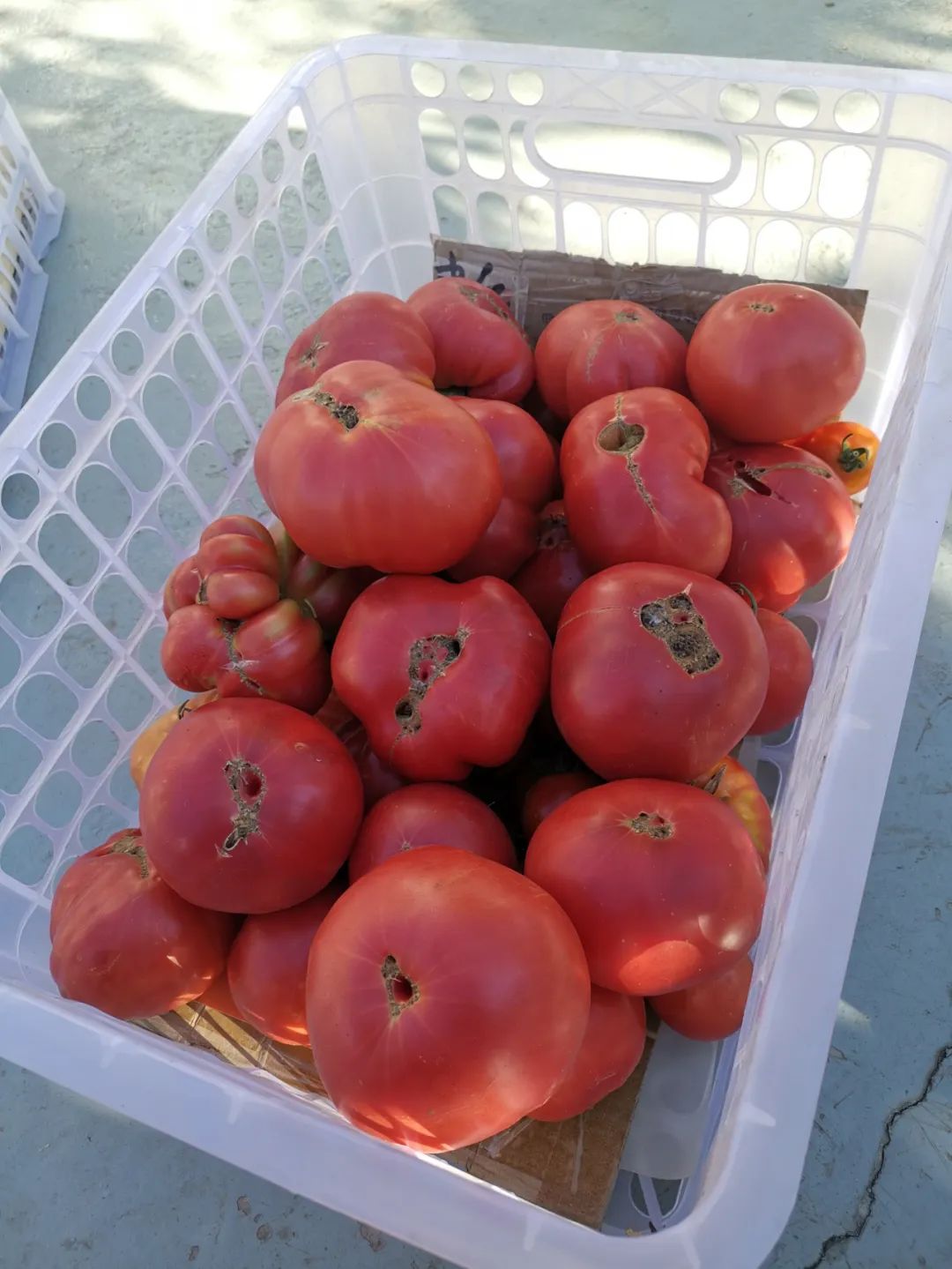 西红柿最近新消息,西红柿皮特别硬咋回事